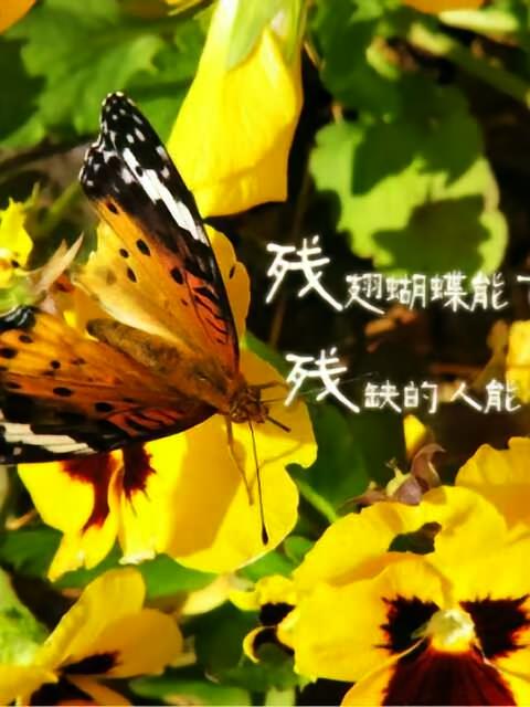 残翅蝴蝶飞的新书